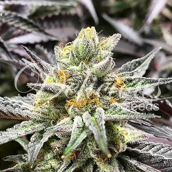 Gelato