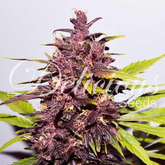 Dark Purple