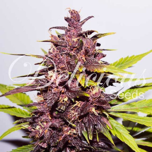 Dark Purple